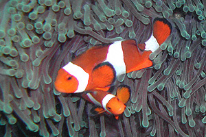 Amphiprion ocellaris