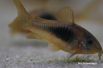 CorydorasAeneus