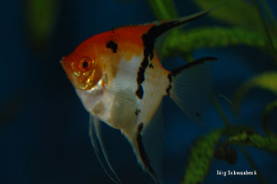 Pterophythum Scalare RedDevil_0186