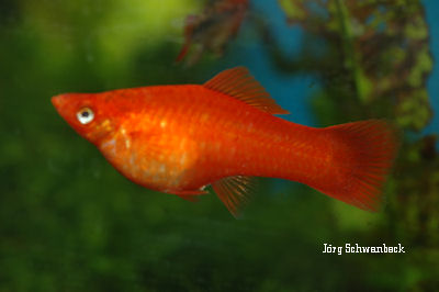 Xiphophorus helleri_0120